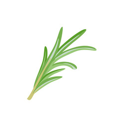 Rosemary icon. Vector illustration of twig of fragrant herb.