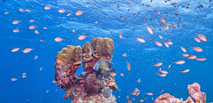  French angelfish ,Pomacanthus paru