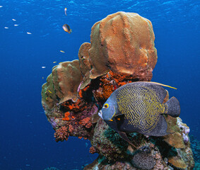  French angelfish ,Pomacanthus paru
