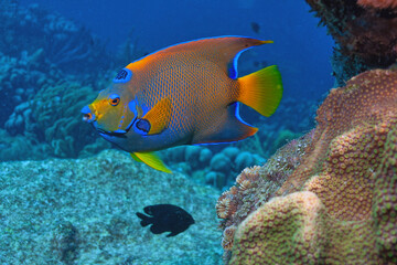 queen angelfish ,Holacanthus ciliaris,
