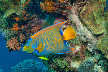 queen angelfish ,Holacanthus ciliaris,