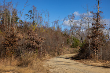 road in the forest
