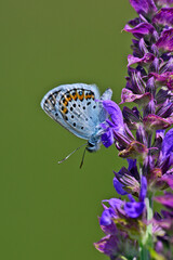 Argus-Bläuling, Geißklee-Bläuling (Plebejus argus) an Hain-Salbei (Salvia nemorosa) // Silver-studded blue on flowering woodland sage