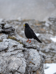 The Black Scavenger: Pyrrhocorax Graculus Amidst Val Vallunga's Dramatic Landscape