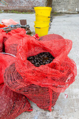 Bags of foraged periwinkle whelks off the coast of scotland