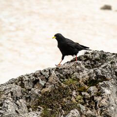 Pyrrhocorax Graculus Perched on a Stark Rock in Val Vallunga