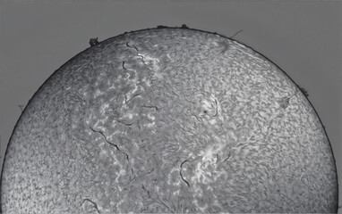 The surface of the sun in black and white with an h-alpha telescope Coronado Solarmax III 70 double...