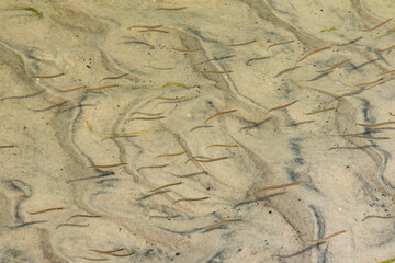 Scottish eels swimming in shallow water