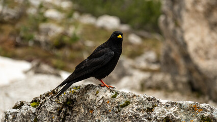 Mordor-Inspired Setting: Pyrrhocorax Graculus Amidst Val Vallunga’s Rugged Terrain