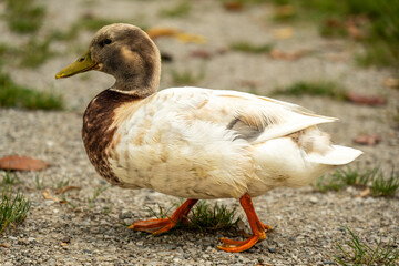 Riva del Garda: Where Brown Ducks Find Their Oasis