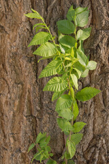 branch with green leaves on the trunk of a tree