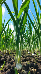Obraz premium Leek plants growing in a field under