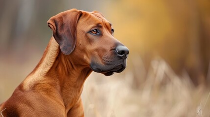 Rhodesian Ridgeback dog, with its distinctive ridge and expressive eyes clearly visible