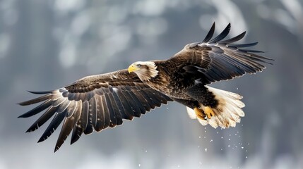 Bald eagle soaring gracefully over a landscape.