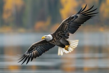 Obraz premium Bald eagle soaring gracefully over a landscape.