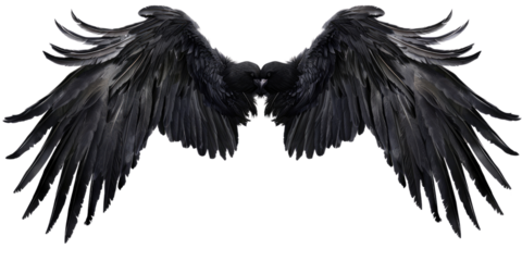 A pair of black feather wings on a transparent, isolated background. Cut out or PNG.