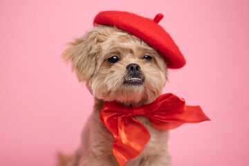 Cute Maltipoo breed dog sitting on pink background with red bow on beret. Cute pet posing for calendar, notebook, postcard.