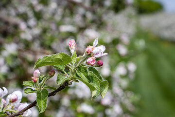 Close-up view of beginning blossoming apple tree flowers.