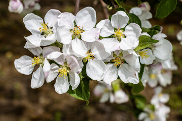 Close-up view of white blossoming apple tree flowers.