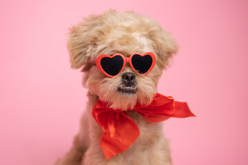 Cute Maltipoo dog with pillow resting on pink background. Lovely pet