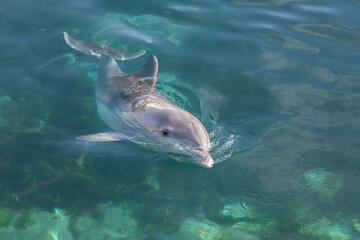 Obraz premium Exposure of rescued dolphins in Bermuda Island, namely Offshore Bottlenose Dolphins (Tursiops truncatus)