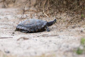 Small tutle, with sand on his shell, moving slowly across the hiking trail