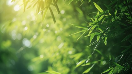 Fresh green bamboo branches