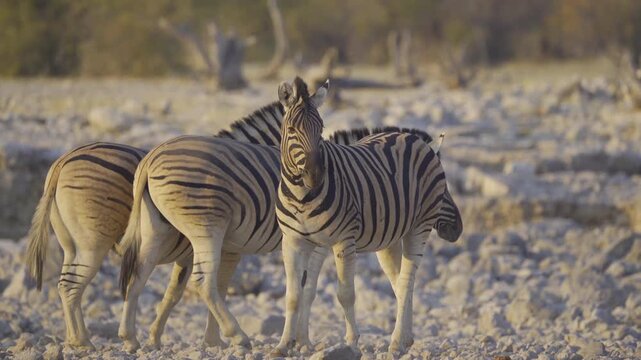 Zebra. Wildlife animal in forest field in safari conservative national park in Namibia, South Africa. Natural landscape background.