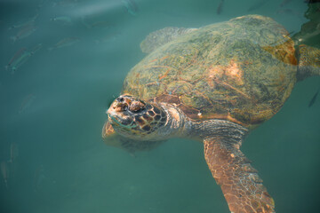 turtle