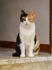 Serene Moment: Cat Resting on the Steps