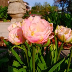 pink and white flowers