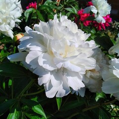 white chrysanthemum flower