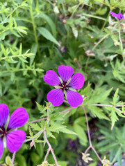 purple flowers in the garden