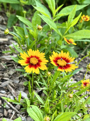 yellow sunflower in a garden