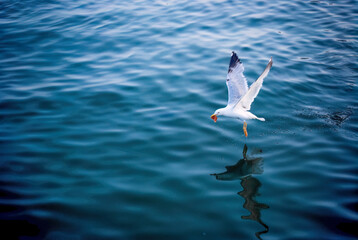 Seagull capturing food and flying