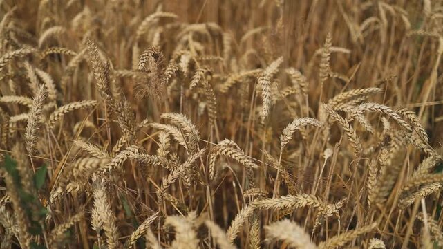 golden wheat ears are swaying by wind, closeup view in agricultural field in summer day, growing cereals. High quality FullHD footage