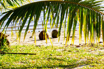 Two Coconutes On Sand Beach With Palm Frond Moorea