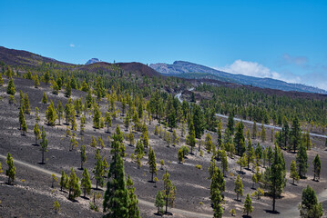 Landscape of vegetation and volcanic terrain in Teide National Park
