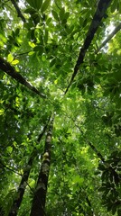 Fototapeta premium Looking Up Through Dense Foliage In A Lush Forest