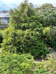 Chamaecyparis pisifera Filifera Aurea Nana. A large coniferous plant with long filamentous yellow coniferous branches in the park. Floral background.