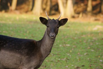 Fallow deer in a forest clearing