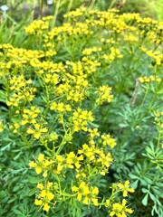 Ruta graveolens.A perennial herbaceous plant with many  bluish leaves and fluffy yellow flowers.common or herb-of-grace. Culinary herb. Floral background