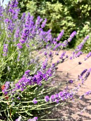 Naklejka premium Blooming lavender or Lavandula angustifolia with delicate purple fragrant inflorescences on long stems in a summer garden on a sunny day. Floral wallpaper