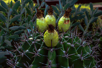Cactus with tiny yellow buds on top