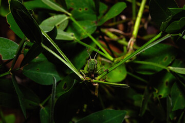 Grasshopper on a branch surrounded by leaves