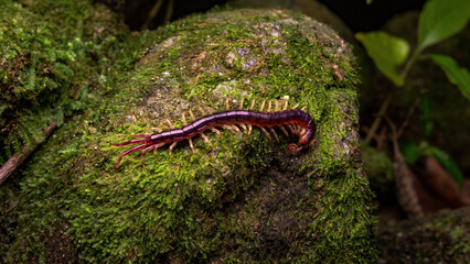 Centipede on a mossy rock in the forest.