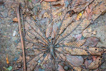 Laubbl&auml;tter in Costa Rica