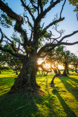 Centuries-old til trees in fantastic magical idyllic Fanal Laurisilva forest on sunset. Madeira island, Portugal