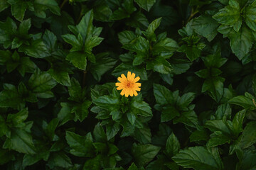 Sphagneticola trilobata, commonly known as the Bay Biscayne creeping-oxeye, merigold Singapore...
