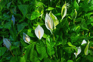 Serene Arrangement Of Peace Lilies In Lush Green Setting